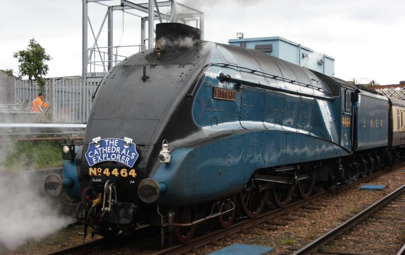 Photo of Bittern takes water at Perth