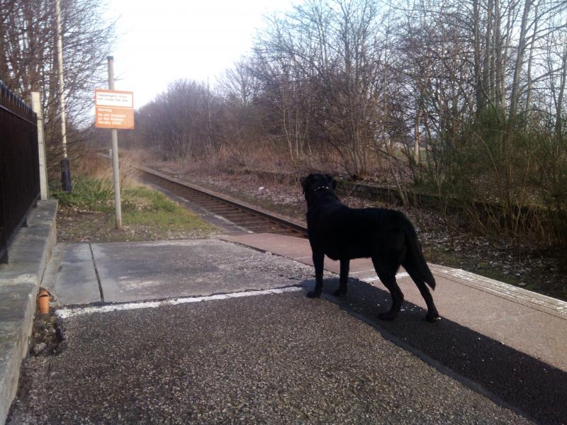 Photo of The trainspotter dog