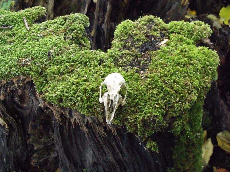 Photo of Rabbit skull