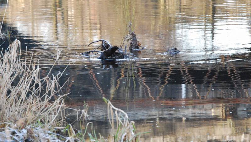 Photo of Otter On The Branch