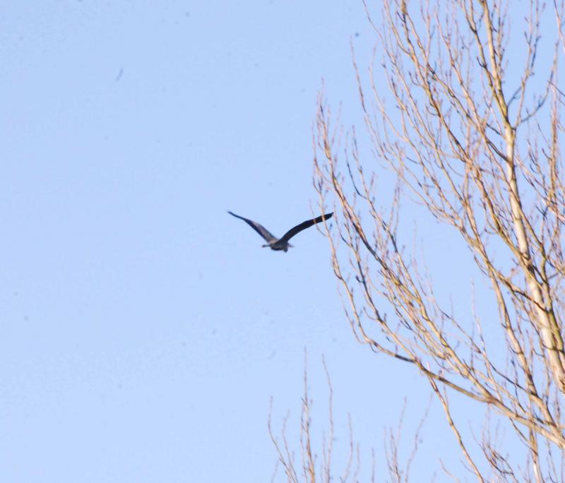 Photo of Heron Over River and Canal