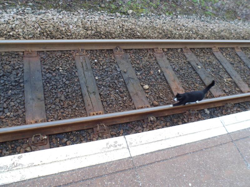 Photo of Cat walking on the line at Alness Station