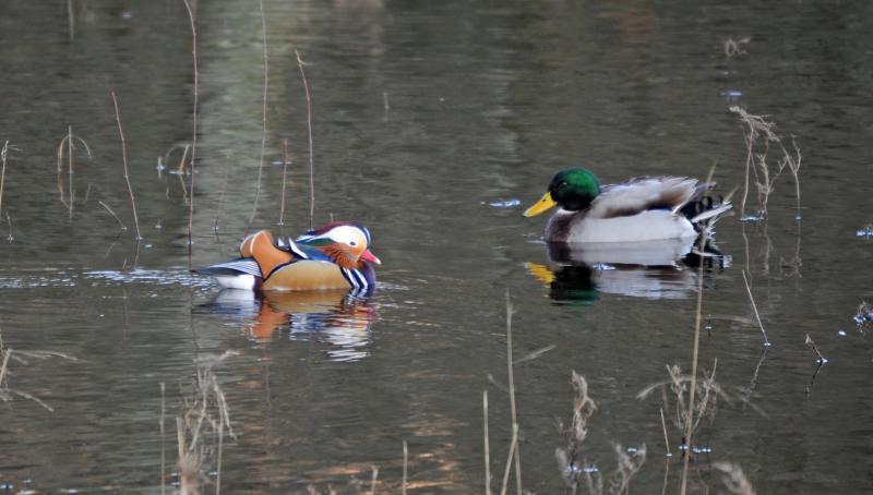 Photo of Mandrin & Mallard