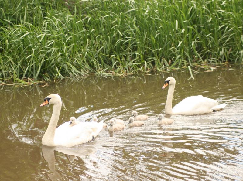 Photo of Hitchhiker's Ride to the Quackery