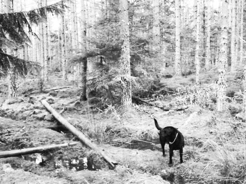 Photo of Max in the forest