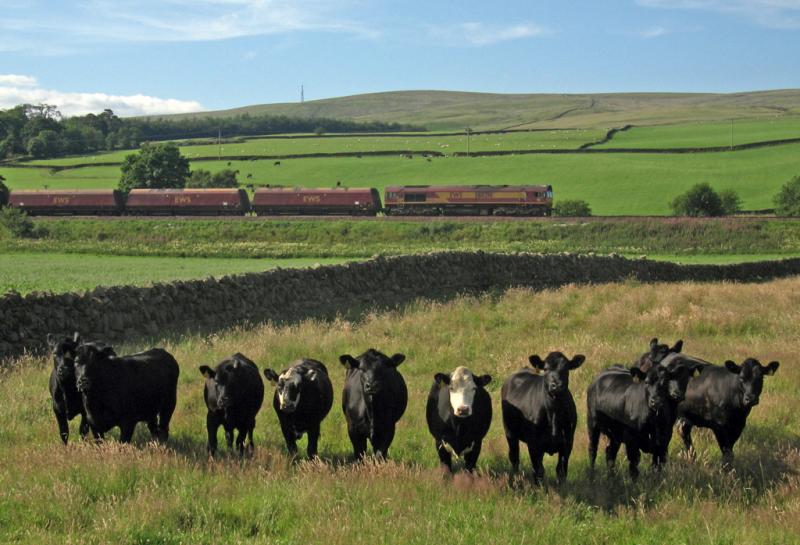 Photo of Truculent locals near Kirkconnel