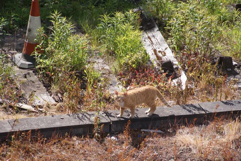 Photo of Ginger Railway Cat