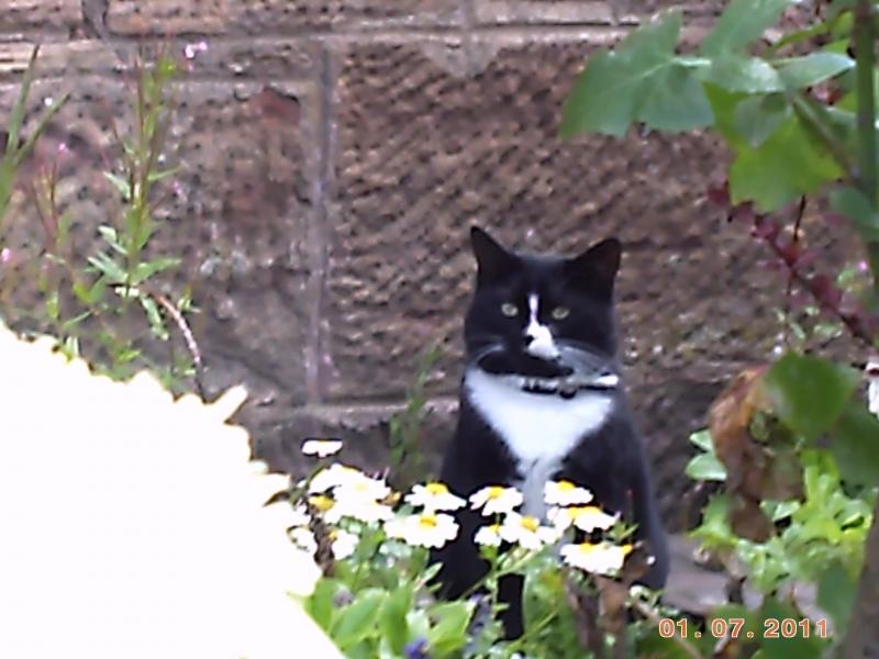 Photo of a cat at Coatbridge Central